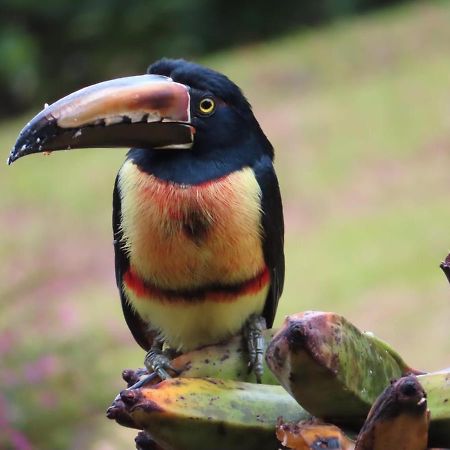 La Ceiba Tree Lodge Tilaran Luaran gambar