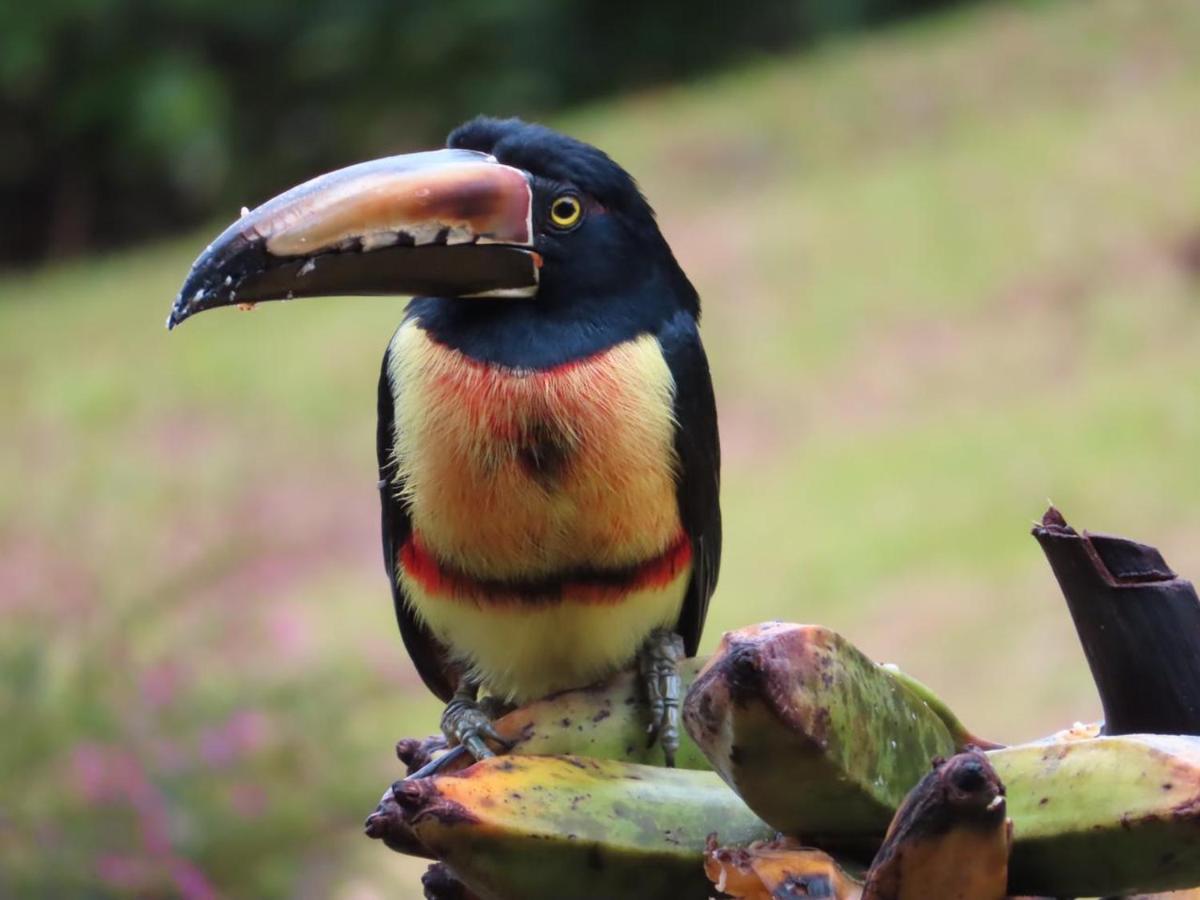 La Ceiba Tree Lodge Tilaran Luaran gambar