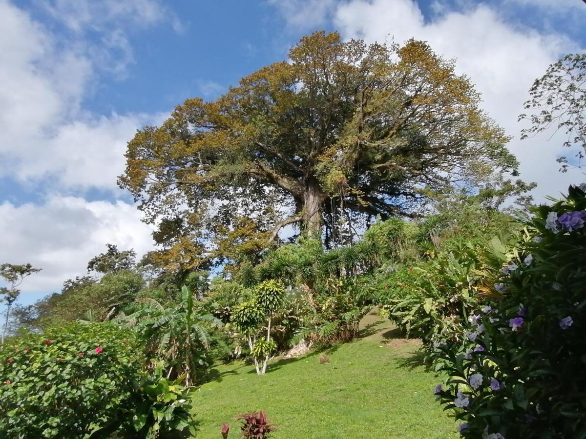 La Ceiba Tree Lodge Tilaran Luaran gambar