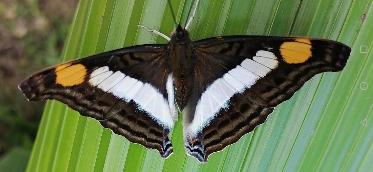 La Ceiba Tree Lodge Tilaran Luaran gambar