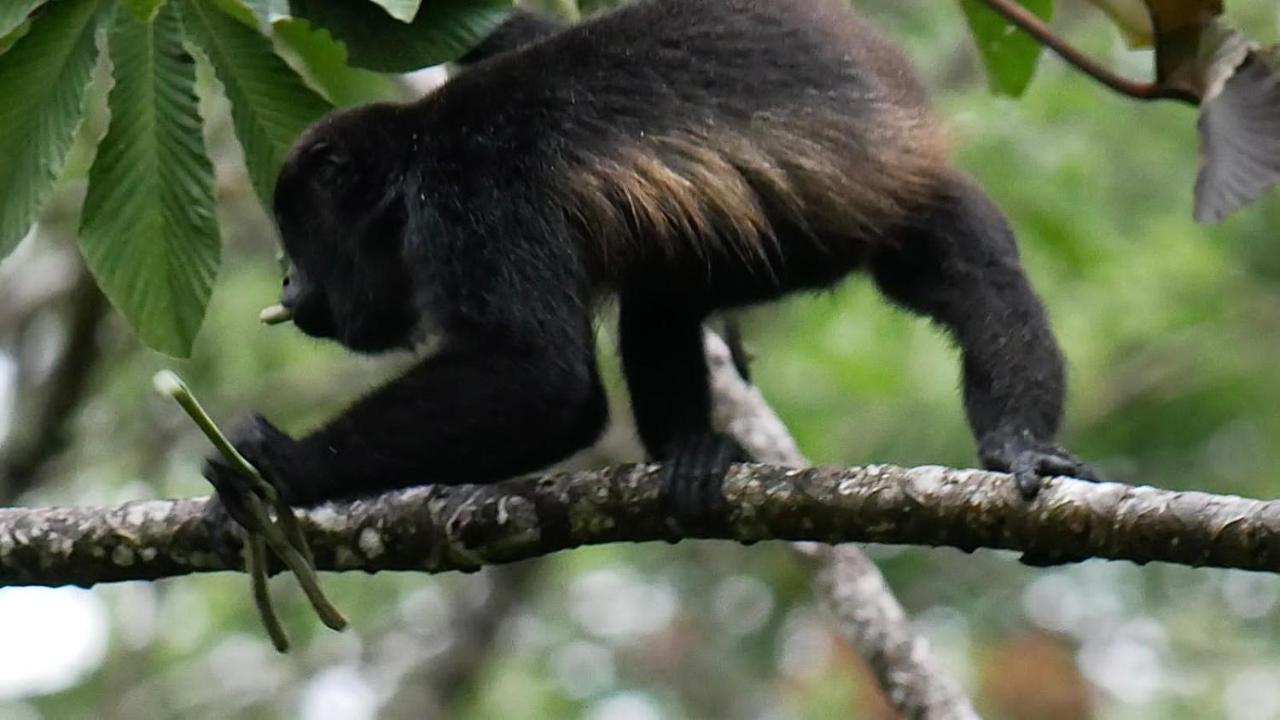 La Ceiba Tree Lodge Tilaran Luaran gambar