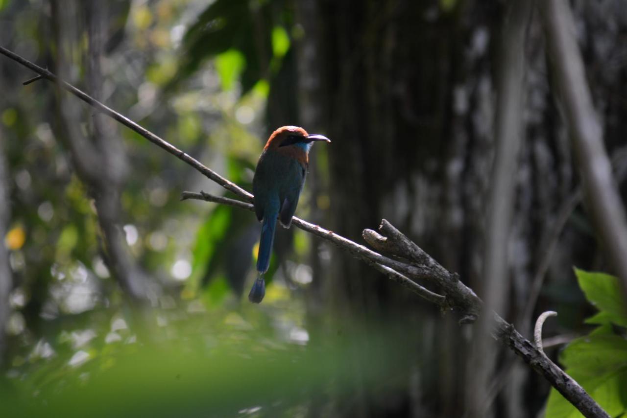La Ceiba Tree Lodge Tilaran Luaran gambar