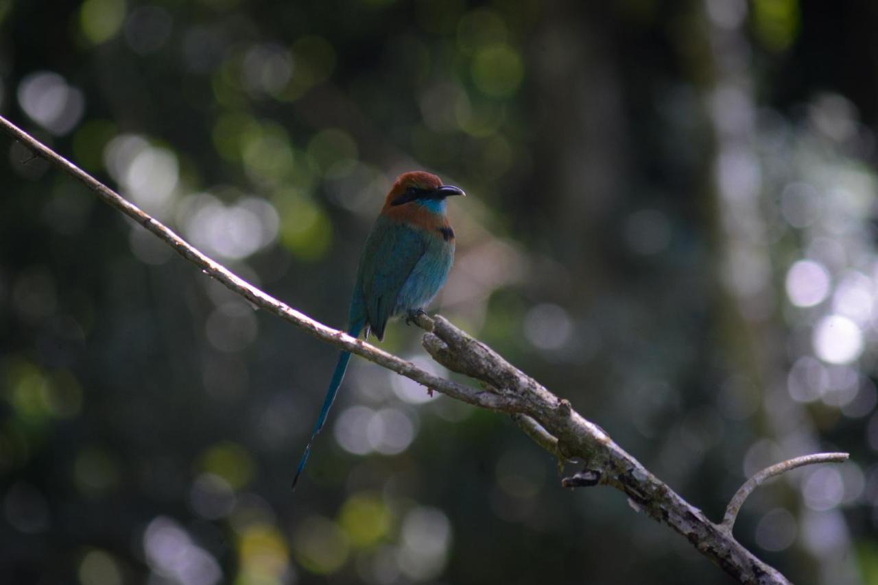 La Ceiba Tree Lodge Tilaran Luaran gambar